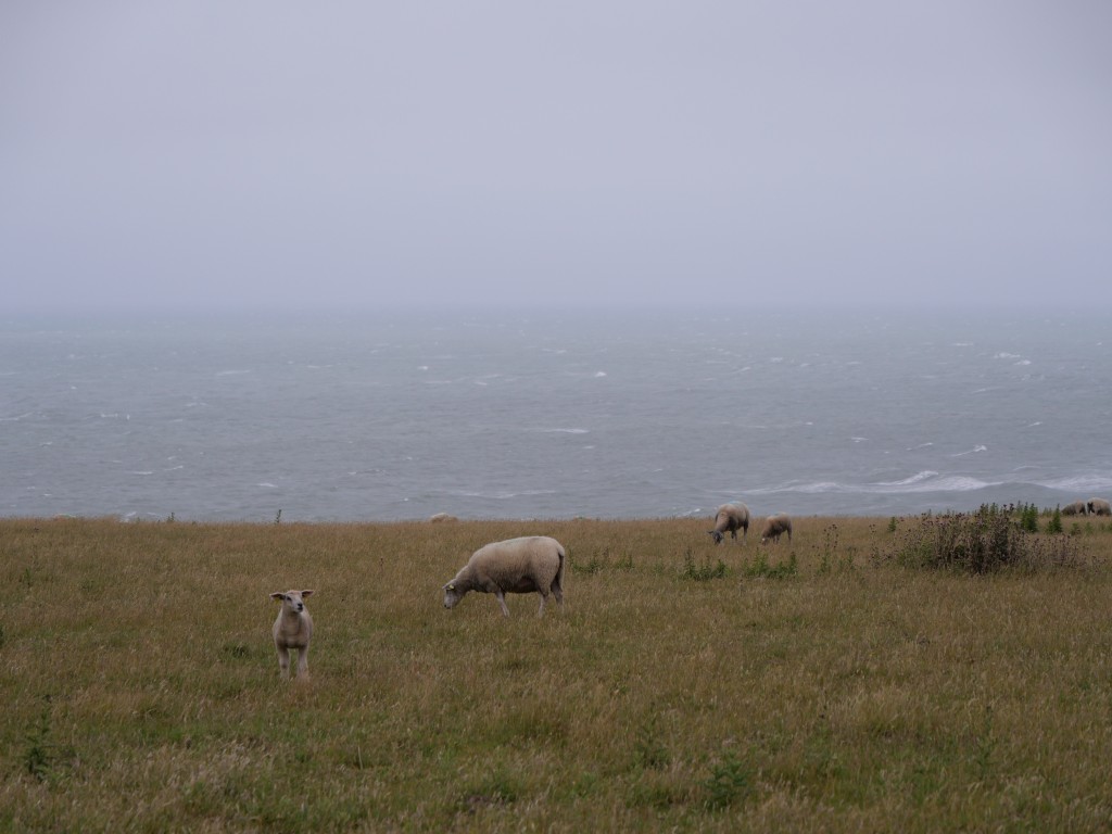 Cap Gris nez.JPG