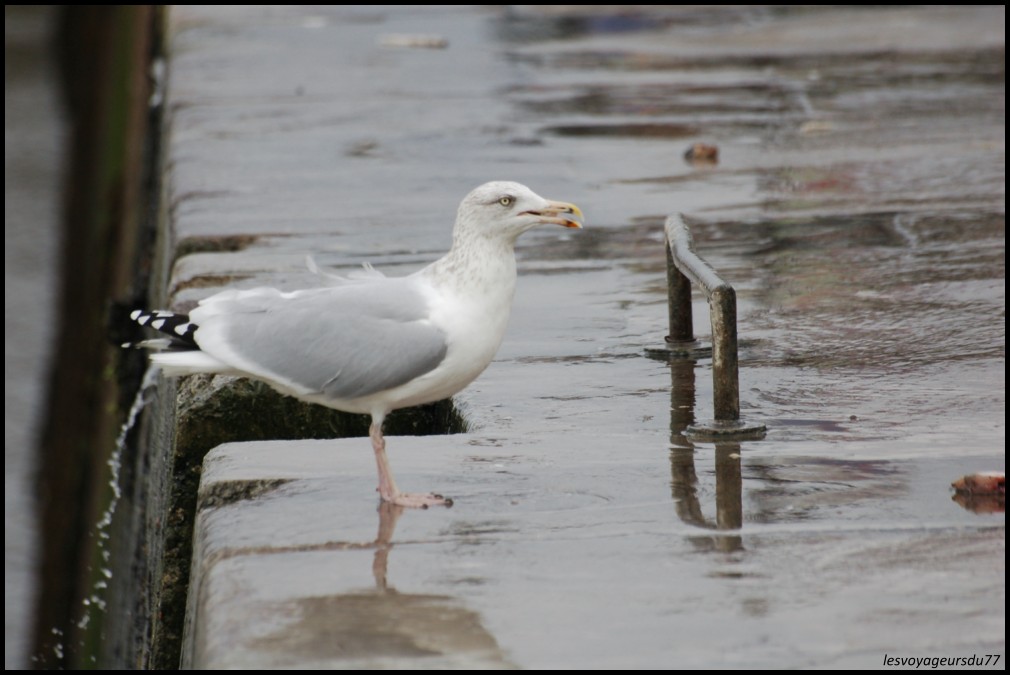 MAIS NON JE NE FAIT PAS PIPI..