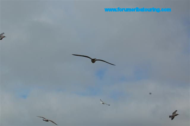 O13_1475 (Small).JPG