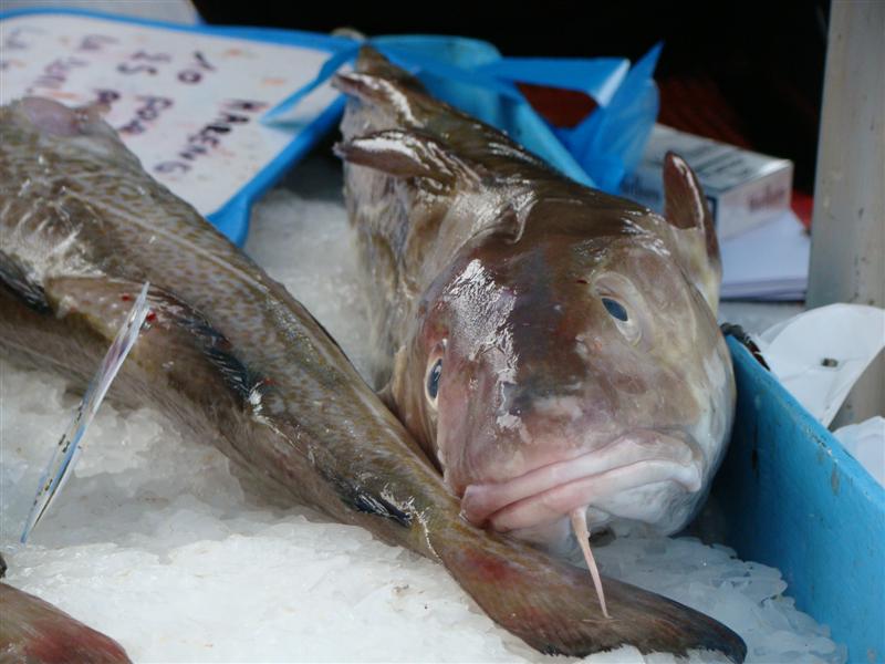 DSC07197 (Medium).JPG