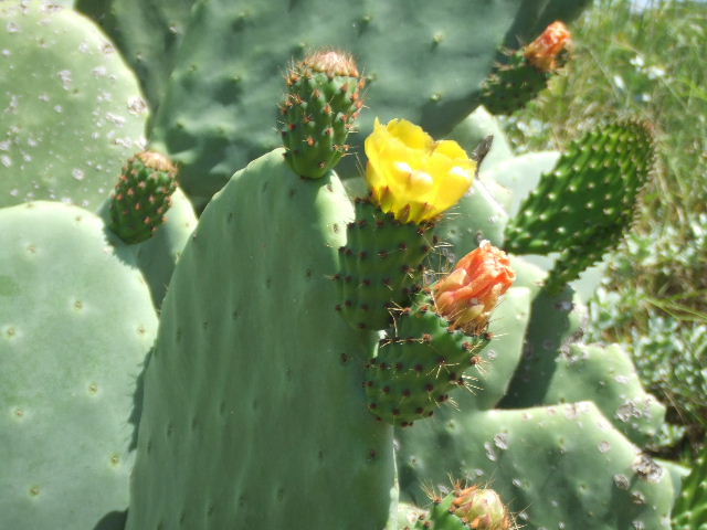 DSCF1194.JPG