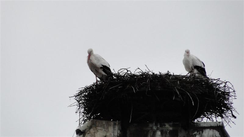 DSC02086 (Medium).JPG