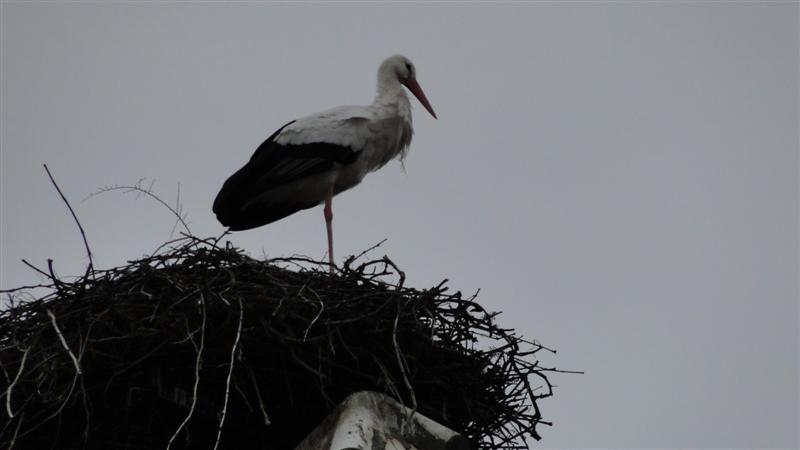 DSC02101 (Medium).JPG