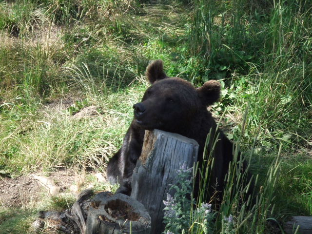 DSCF0526.JPG
