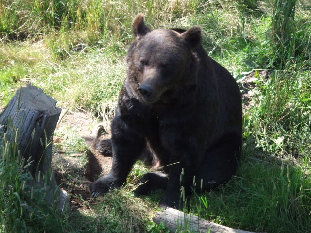 DSCF0527.JPG