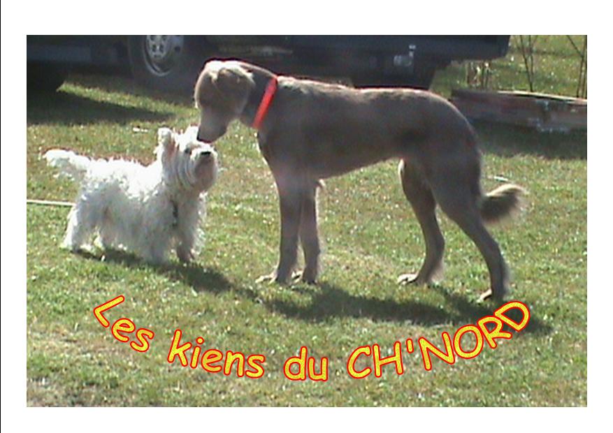 les chiens.jpg