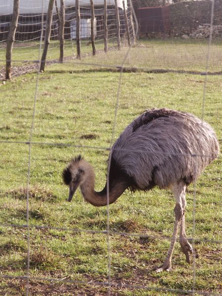 L'Emeu le cousin australien de l'autruche