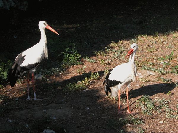 cigogne.jpg