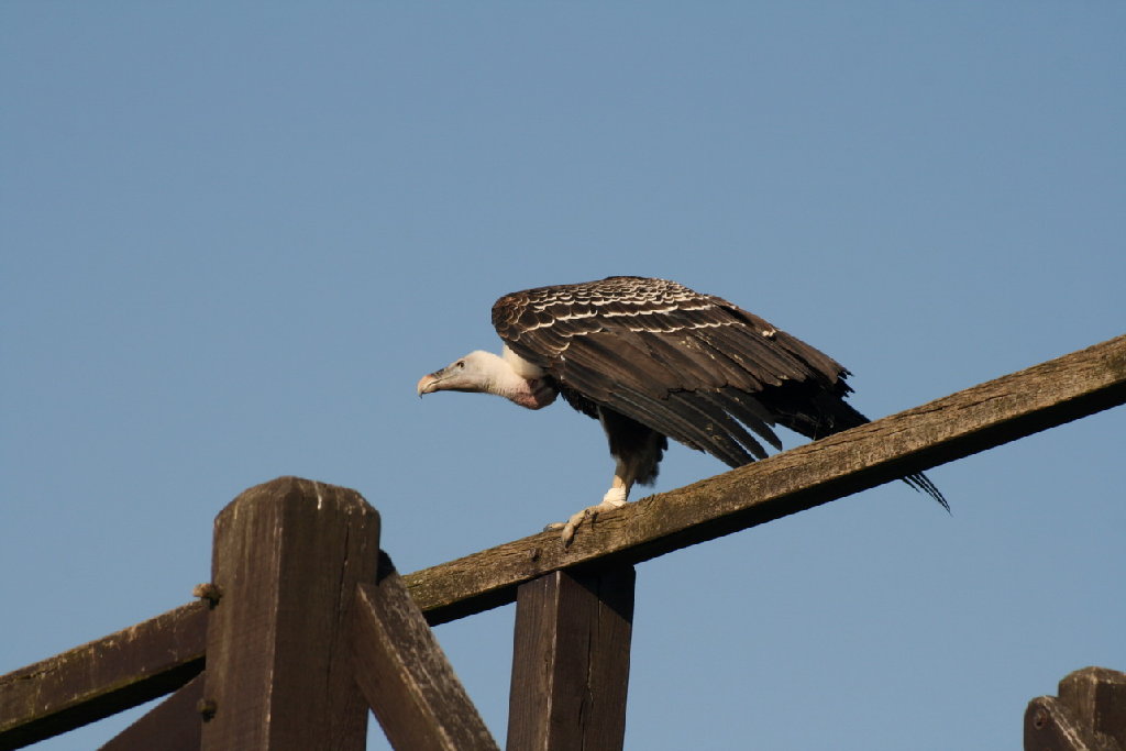 IMG_8312.JPG
