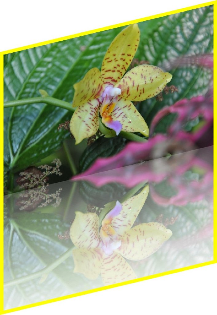 Orchidée.jpg