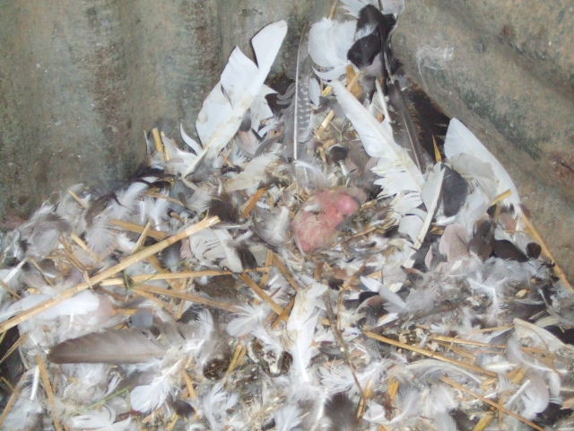 DSCF2701.JPG