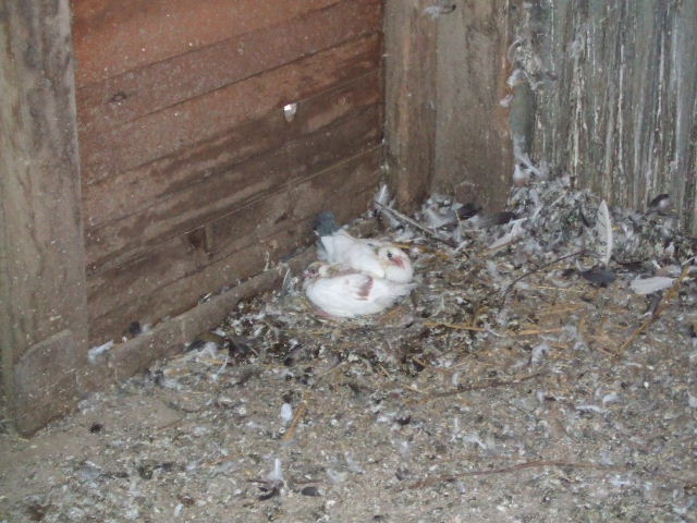 DSCF2699.JPG