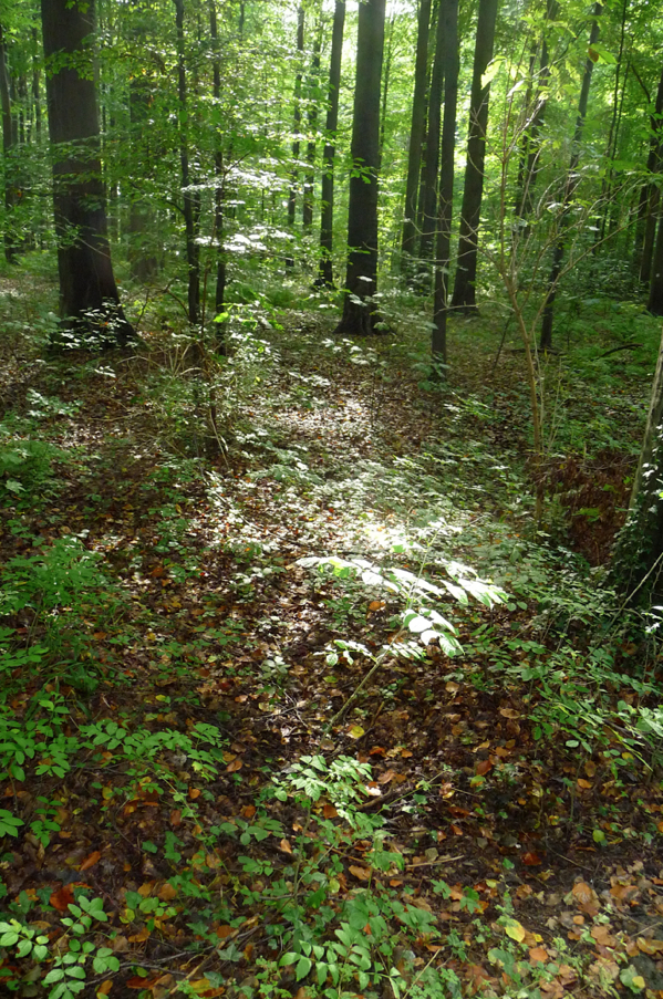iPhoto.jpg