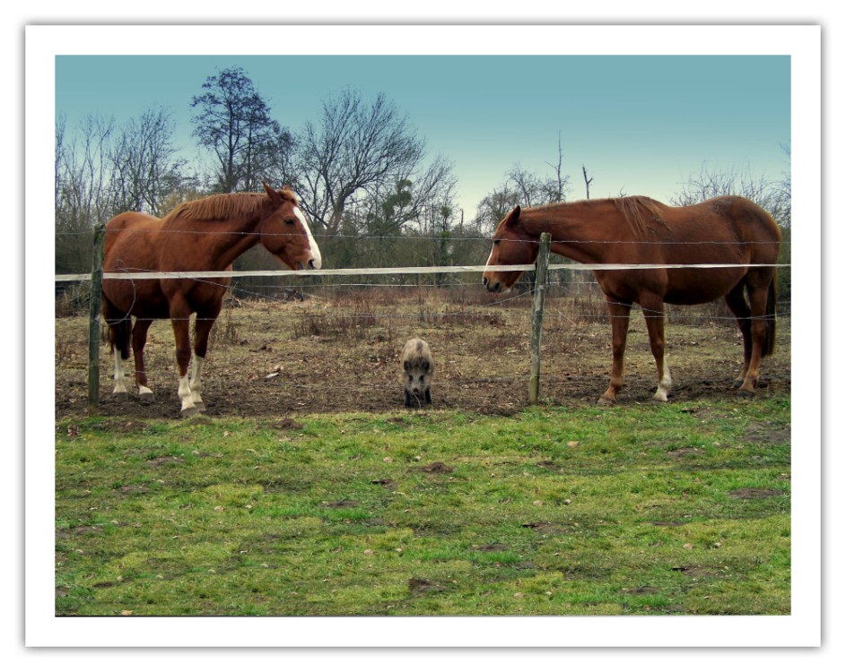 cheval+sanglier.jpg