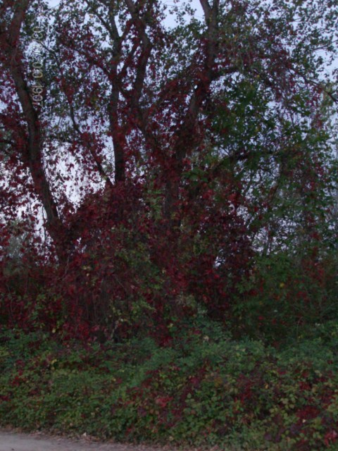 Couleurs d'automne 2010.JPG