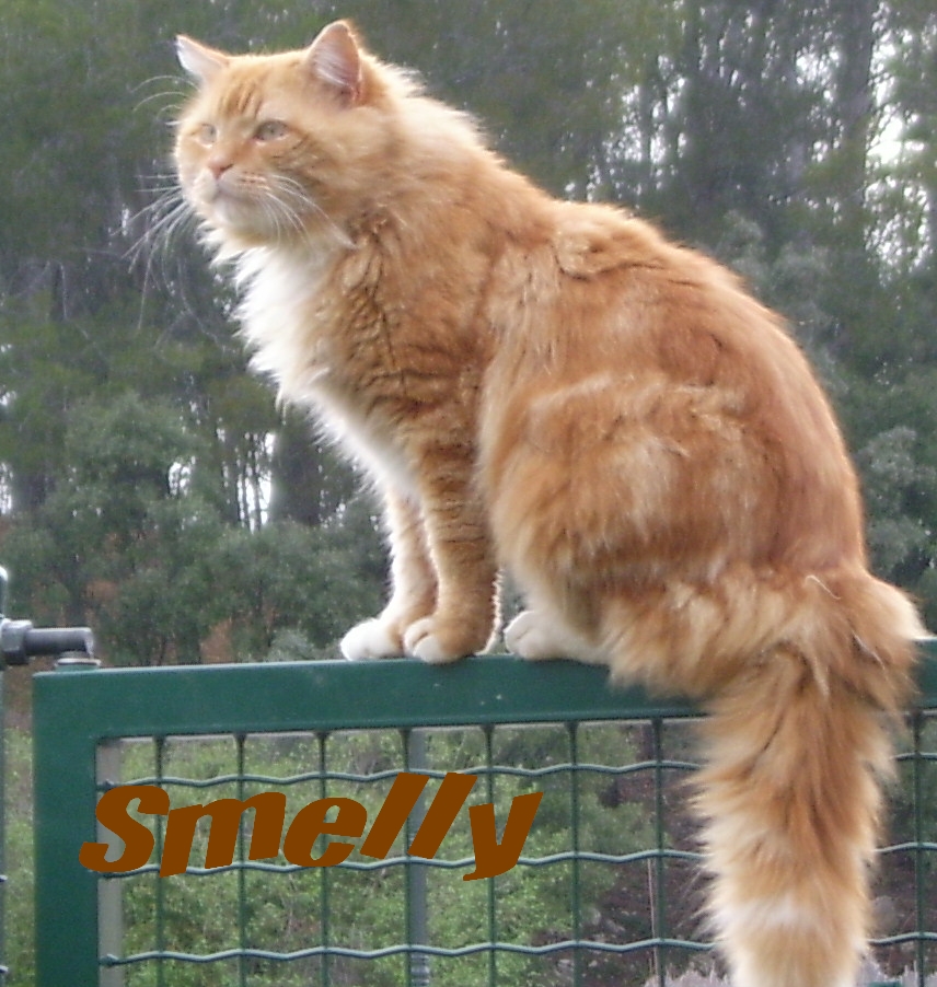 Smelly.JPG
