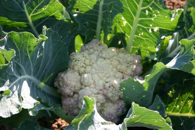 desiree 200609013.jpg