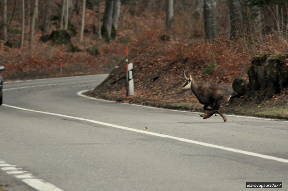 DSC_2588 [1000X750].JPG