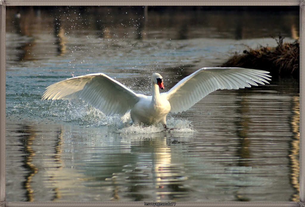 DSC_3114-1.jpg