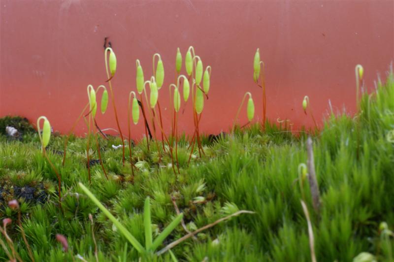 mousse et pousses dans une jardinière abandonnée
