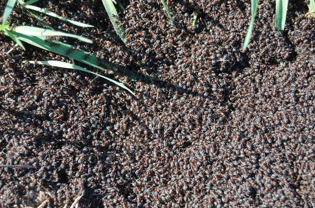 Les fourmis sont de ...Sortie! 006 (Large).jpg