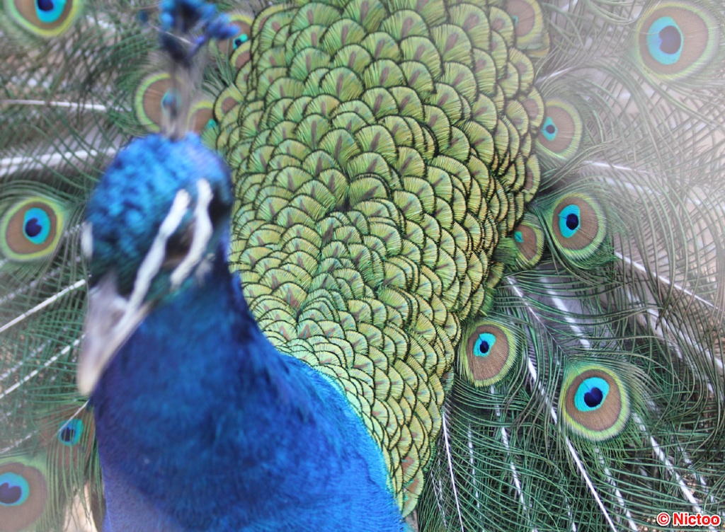 IMG_0523.JPG (181_2047).jpg