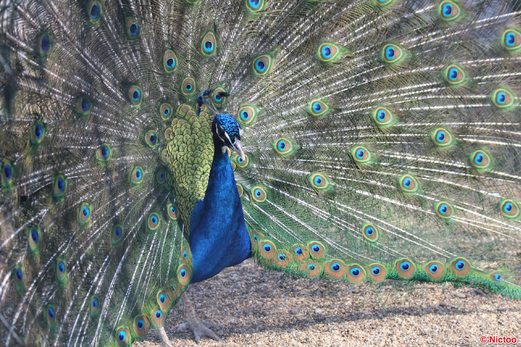 IMG_0525.JPG (183_2047).jpg