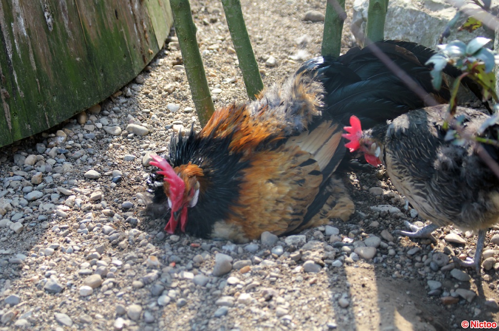 IMG_0528.JPG (186_2047).jpg