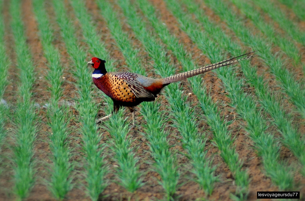 DSC_3913-1 [1024x768].jpg