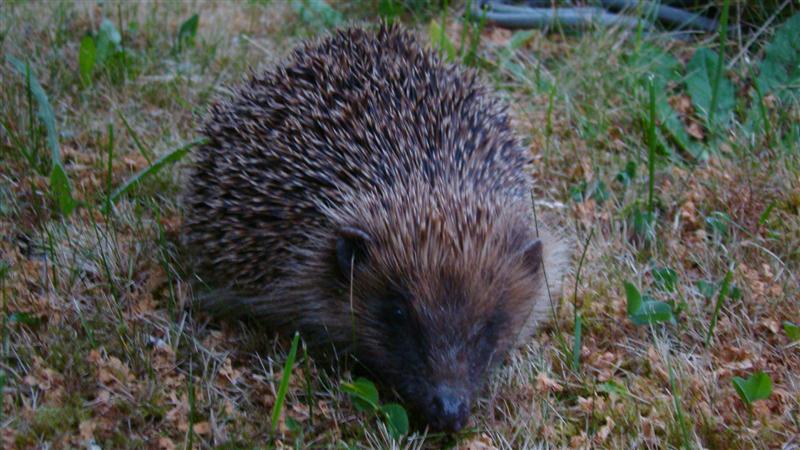 DSC09686 (Medium).JPG