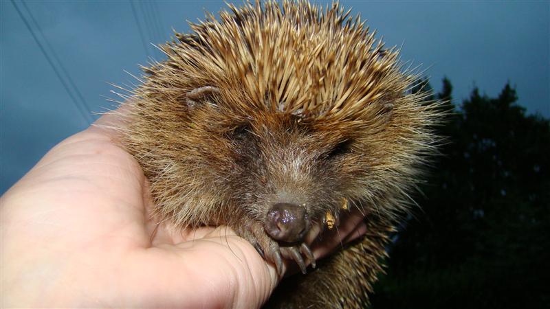 DSC09691 (Medium).JPG