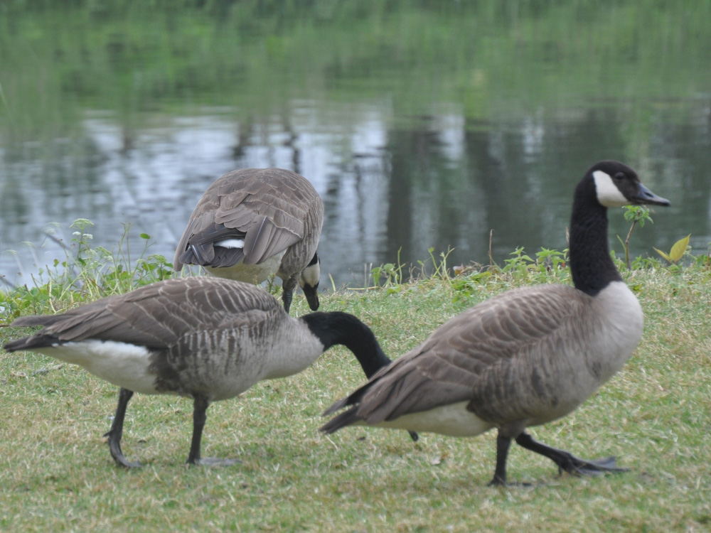 le célèbre pas de l'oie