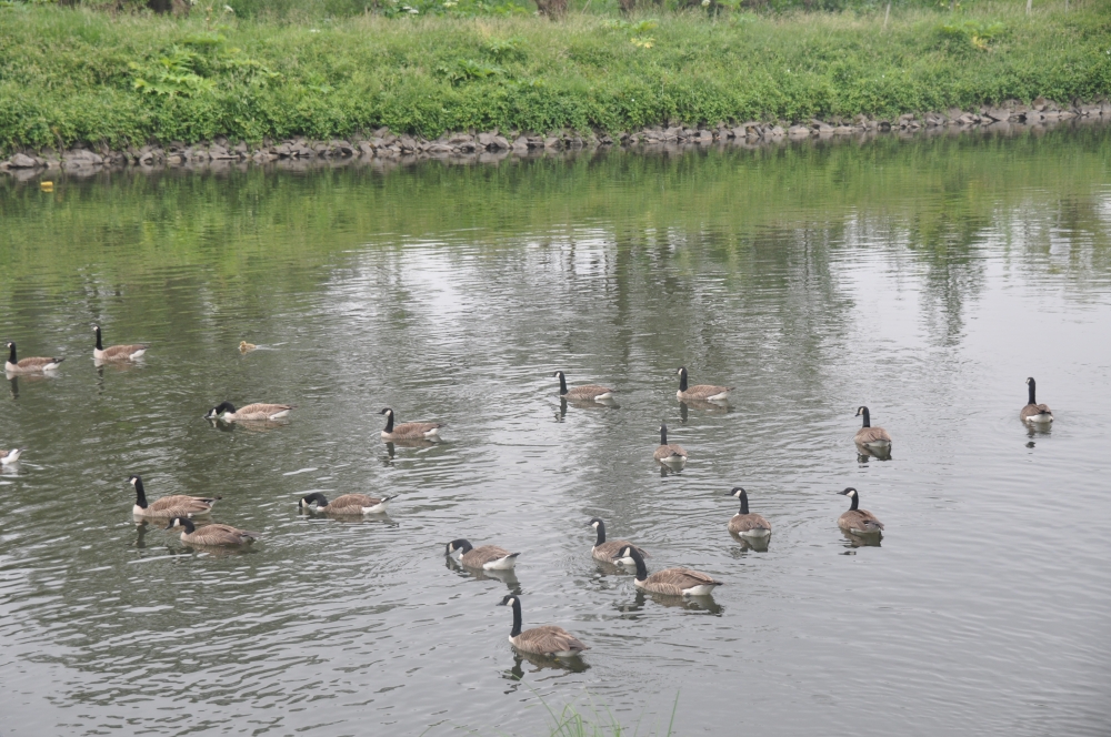 Rassemblement!!!! On rentre à la maison !!!!