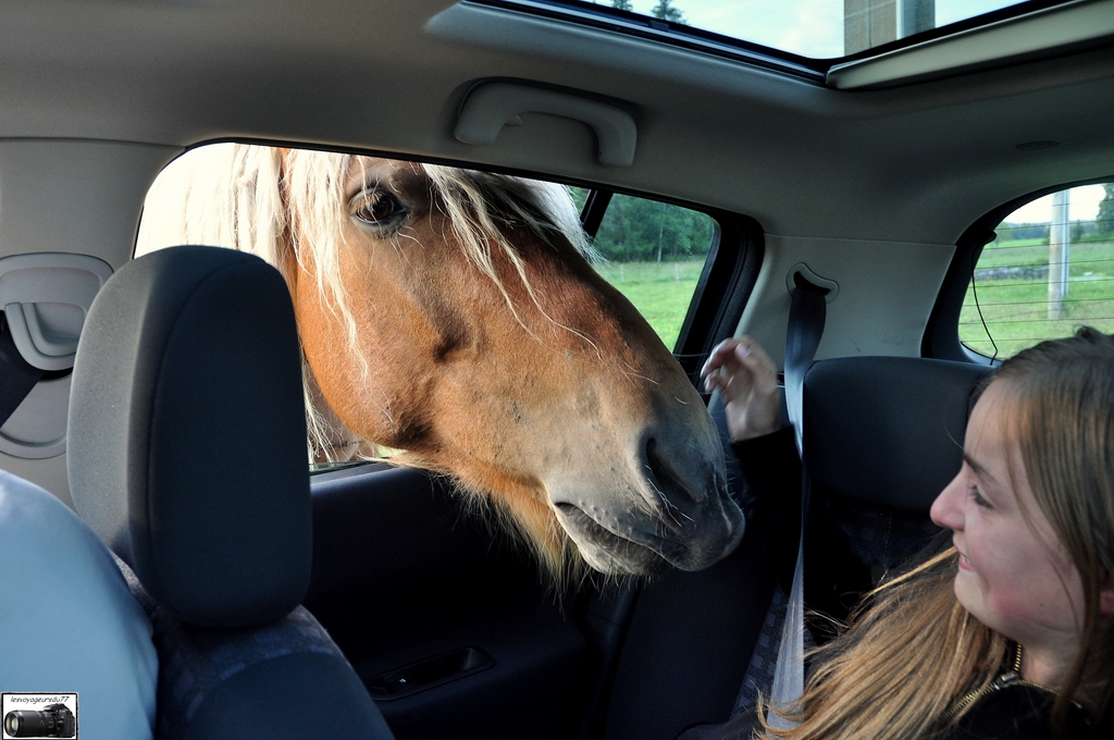 DSC_cheval [1024x768].jpg