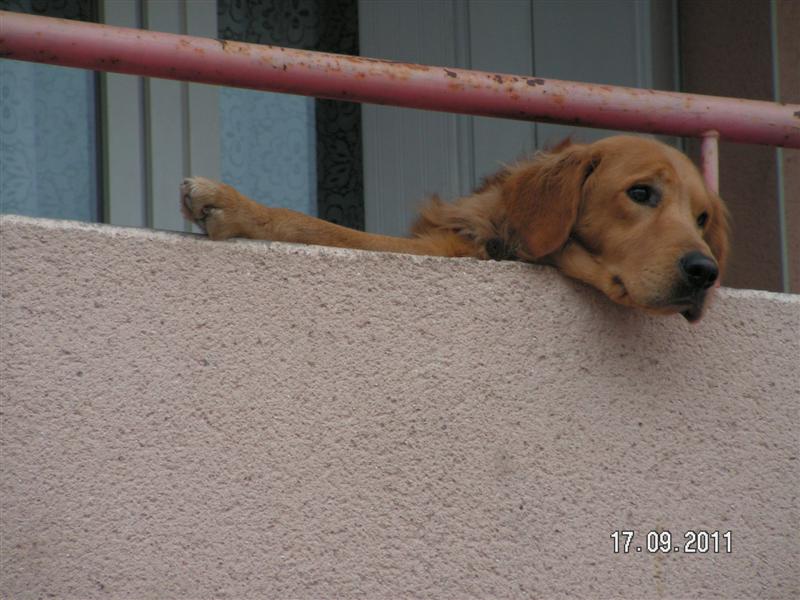 REMPARTS 2011_030 (Medium).JPG