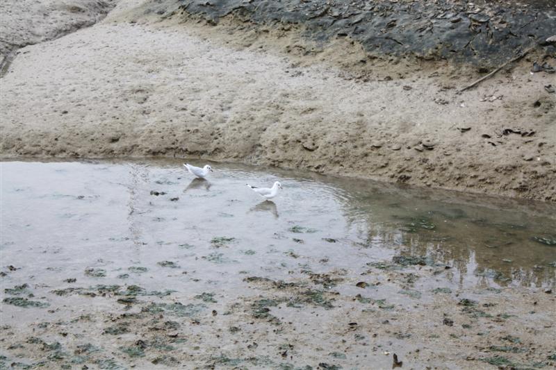 Situé dans la presqu'Ile d'Arvert, le petit port de Mornac sur Seudre