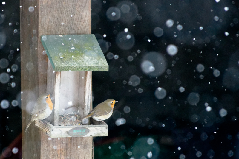 Les oiseaux dans mon jardin ce matin