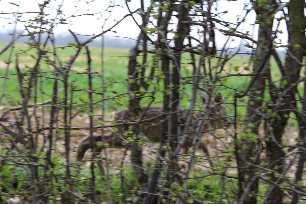 animaux 005 (Copier).JPG