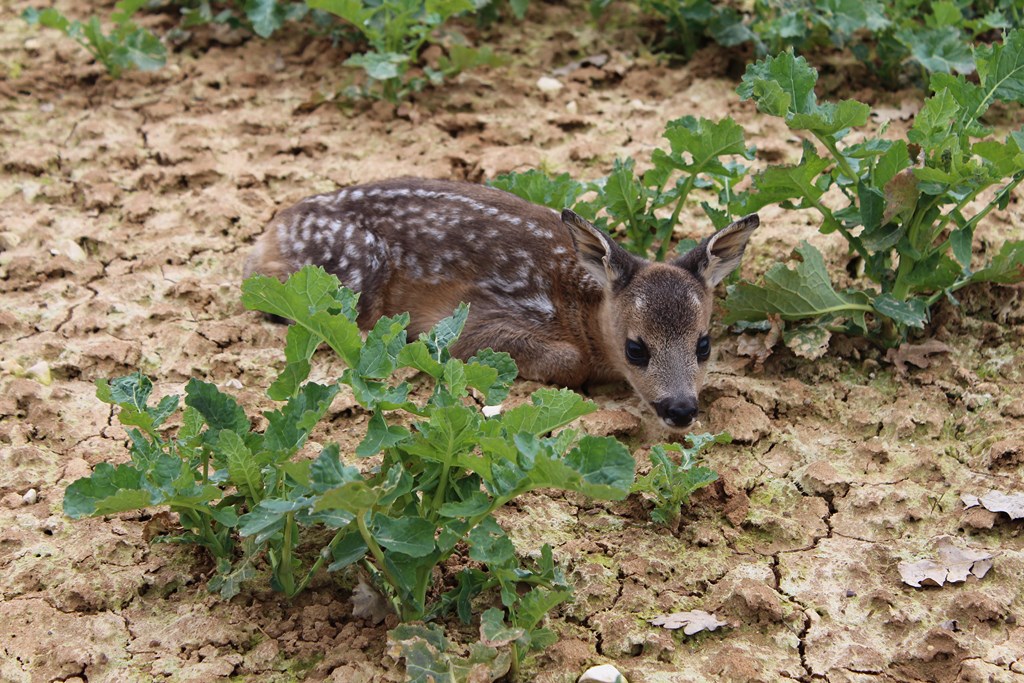 animaux 010 (Copier).JPG