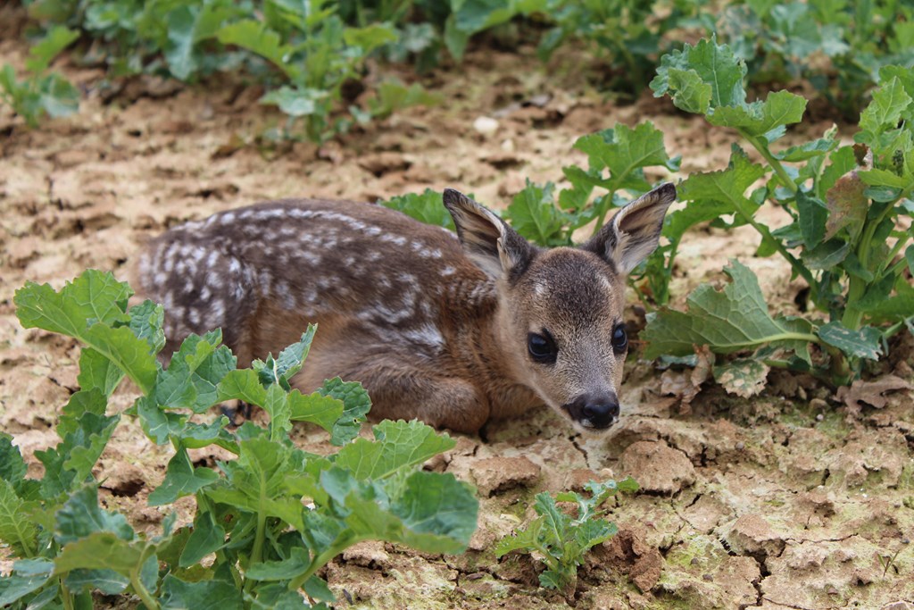 animaux 012 (Copier).JPG