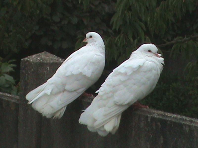 Colombes.JPG