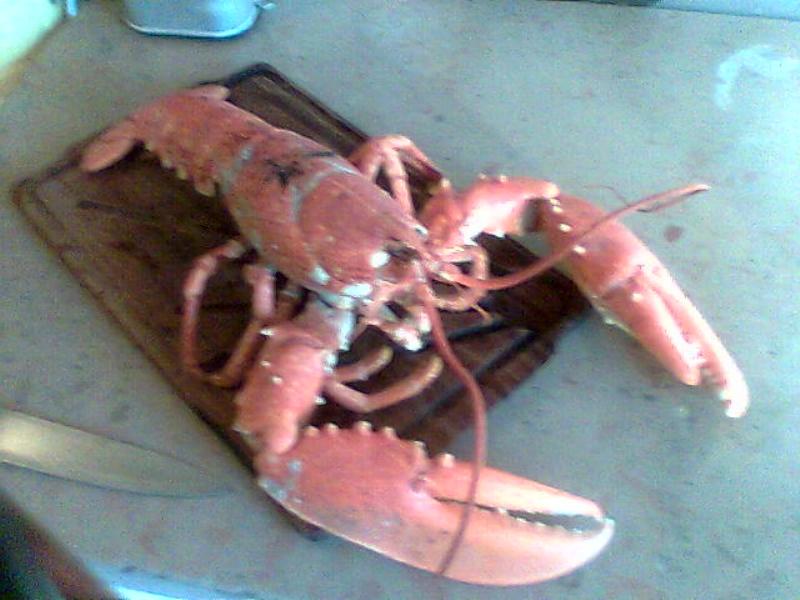 Homard 02.JPG