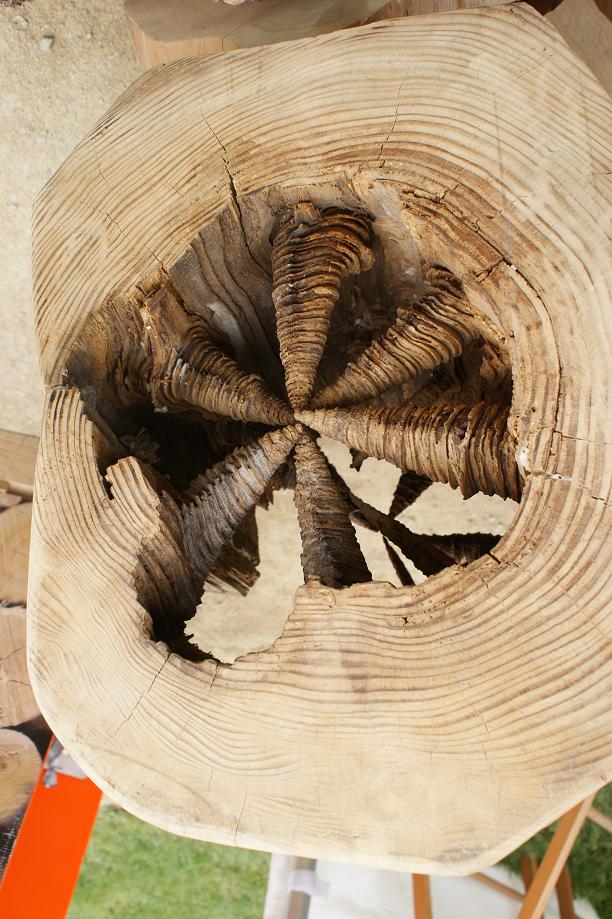 maladie d'un arbre.