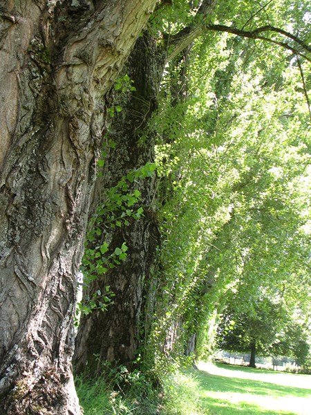 IMG_0638 (Copier).JPG