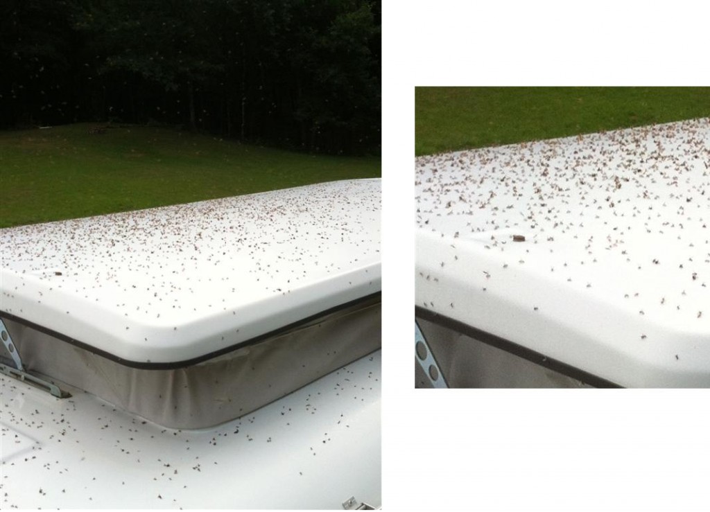 Fourmis sur Champignon!.JPG