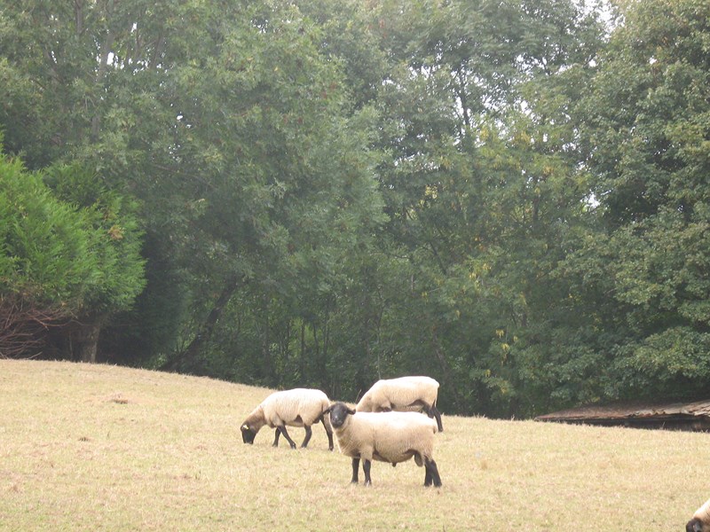 IMG_1542 (Copier).JPG