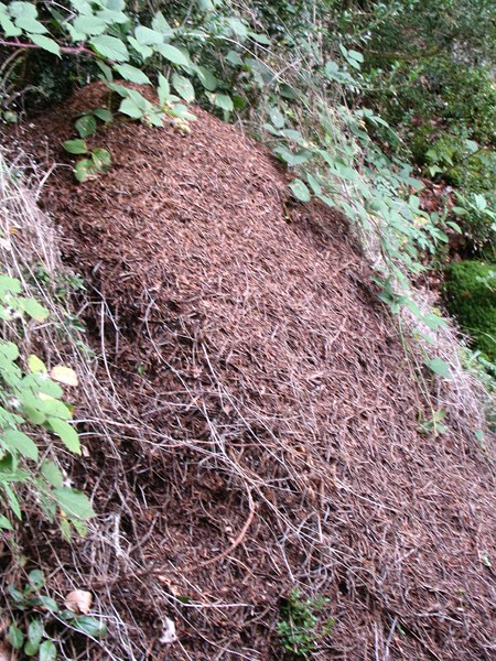 IMG_2275 (Copier).JPG