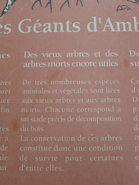 IMG_2221 (Copier).JPG