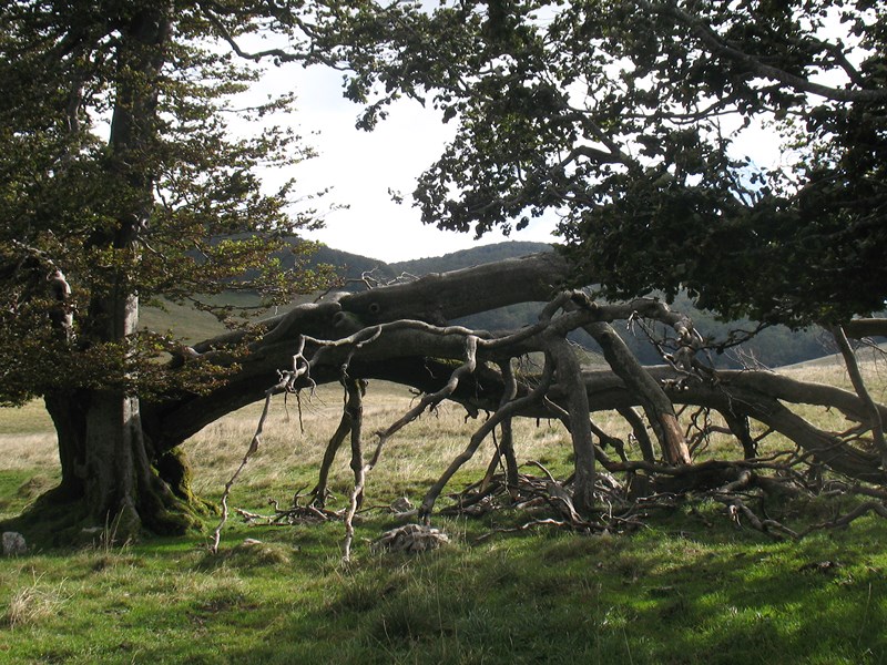 IMG_2230 (Copier).JPG