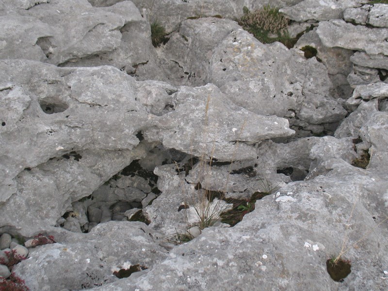 IMG_1755 (Copier).JPG